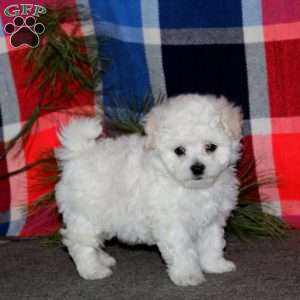 Chip, Bichon Frise Puppy