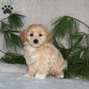 Chip, Maltipoo Puppy