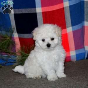 Chip, Bichon Frise Puppy