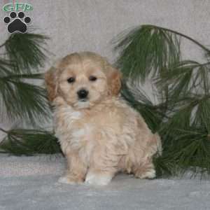 Chip, Maltipoo Puppy