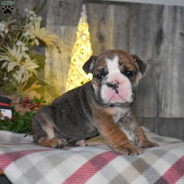 Chipper, English Bulldog Puppy