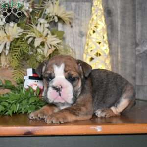 Chipper, English Bulldog Puppy