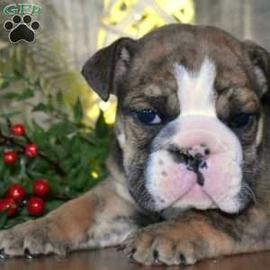 Chipper, English Bulldog Puppy