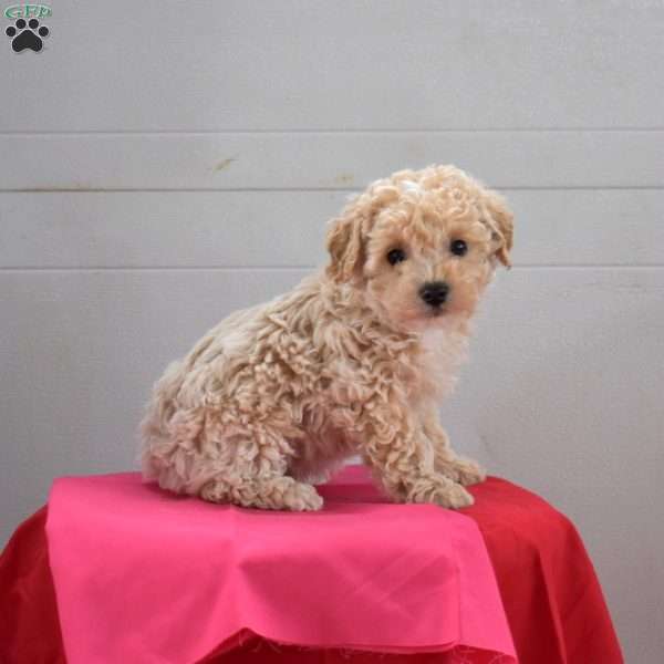 Chips, Bich-Poo Puppy