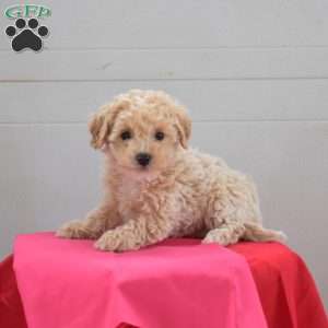 Chips, Bich-Poo Puppy