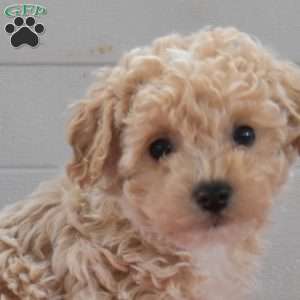 Chips, Bich-Poo Puppy