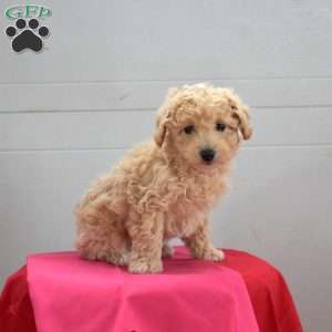 Chloe, Bich-Poo Puppy