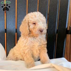 Chloe, Goldendoodle Puppy