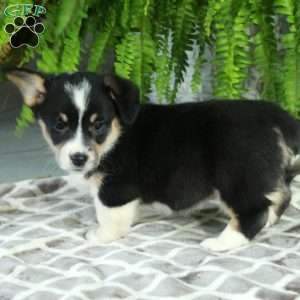 Chloe, Pembroke Welsh Corgi Puppy