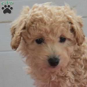 Chloe, Bich-Poo Puppy