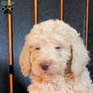 Chloe, Goldendoodle Puppy
