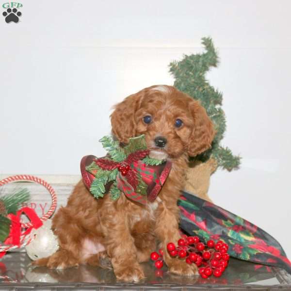 Chris, Cavapoo Puppy