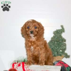 Chris, Cavapoo Puppy