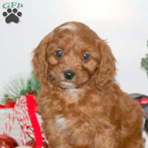Chris, Cavapoo Puppy