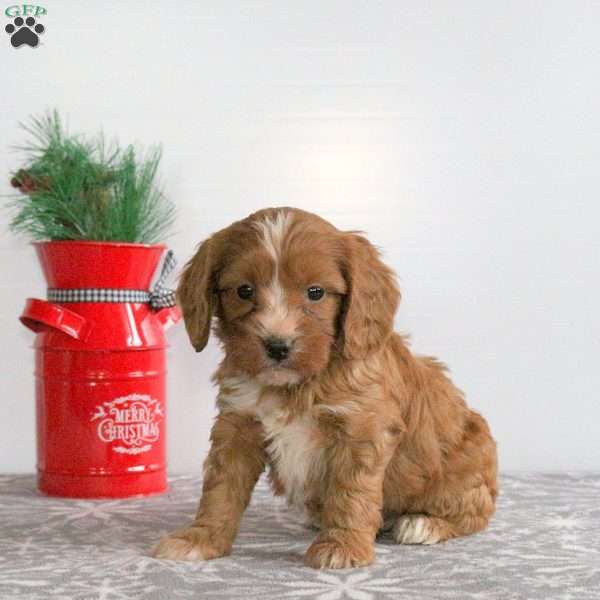 Christopher, Miniature Poodle Mix Puppy