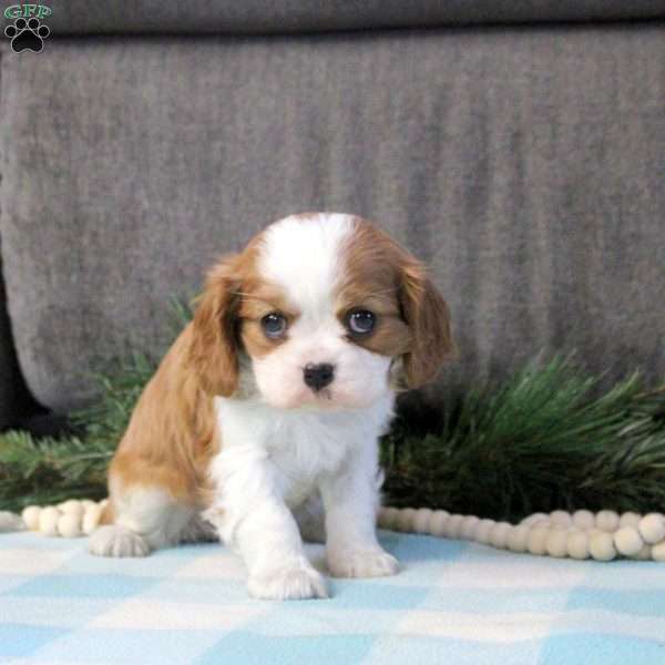 Christopher, Cavalier King Charles Spaniel Puppy