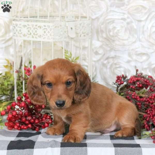 Christopher, Dachshund Puppy
