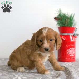 Christopher, Miniature Poodle Mix Puppy