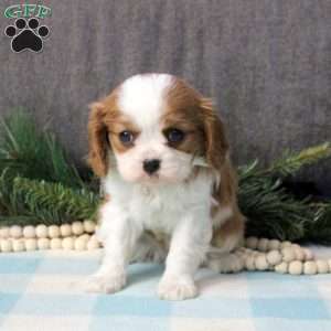 Christopher, Cavalier King Charles Spaniel Puppy