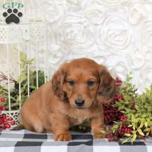 Christopher, Dachshund Puppy