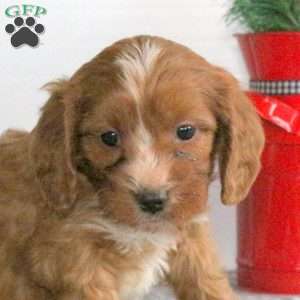 Christopher, Miniature Poodle Mix Puppy