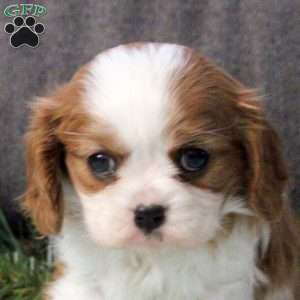 Christopher, Cavalier King Charles Spaniel Puppy