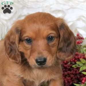 Christopher, Dachshund Puppy