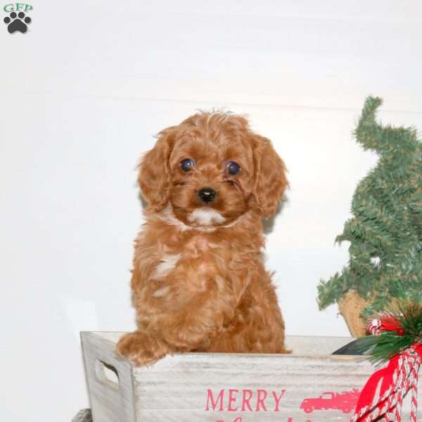 Christy, Cavapoo Puppy