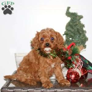 Christy, Cavapoo Puppy