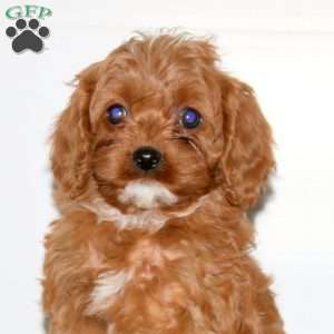 Christy, Cavapoo Puppy