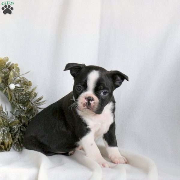 Cider, Boston Terrier Puppy