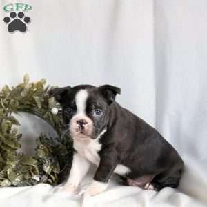 Cider, Boston Terrier Puppy