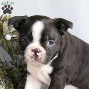 Cider, Boston Terrier Puppy