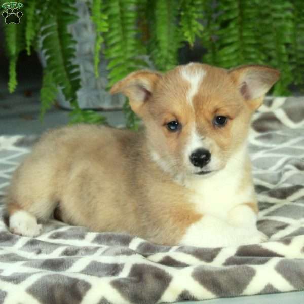 Cinnamon, Pembroke Welsh Corgi Puppy