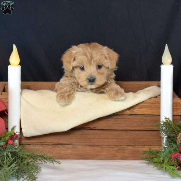 Cinnamon, Maltipoo Puppy