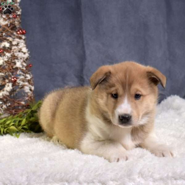 Cinnamon, Akita Mix Puppy