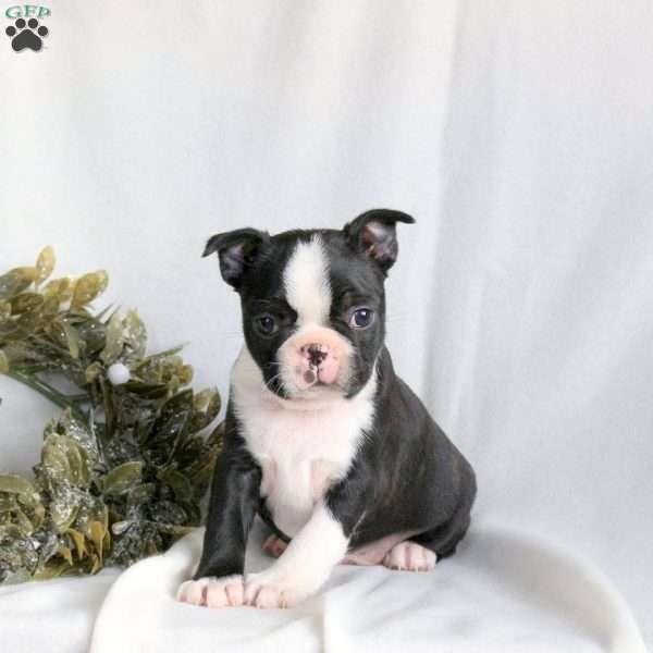 Cinnamon, Boston Terrier Puppy