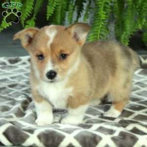 Cinnamon, Pembroke Welsh Corgi Puppy