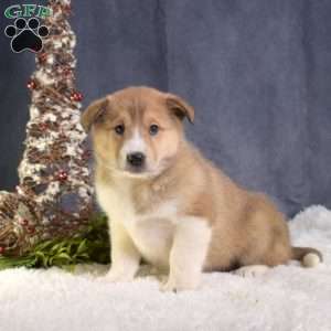 Cinnamon, Akita Mix Puppy