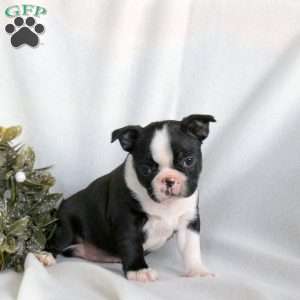 Cinnamon, Boston Terrier Puppy