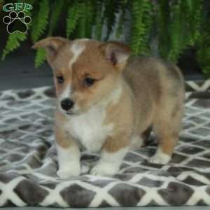 Cinnamon, Pembroke Welsh Corgi Puppy