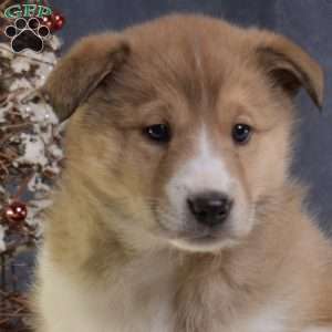 Cinnamon, Akita Mix Puppy