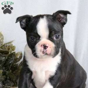 Cinnamon, Boston Terrier Puppy