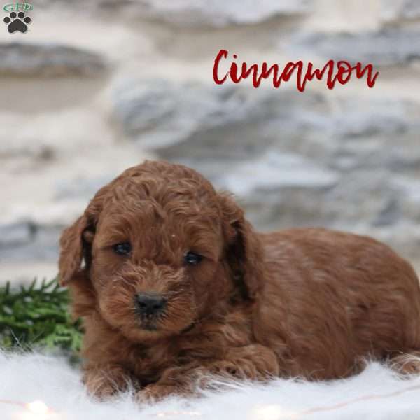 Cinnamon, Mini Goldendoodle Puppy