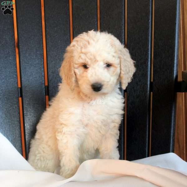 Clara, Goldendoodle Puppy