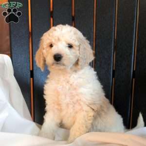 Clara, Goldendoodle Puppy