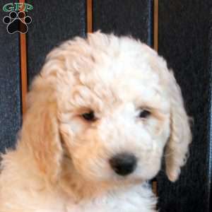 Clara, Goldendoodle Puppy