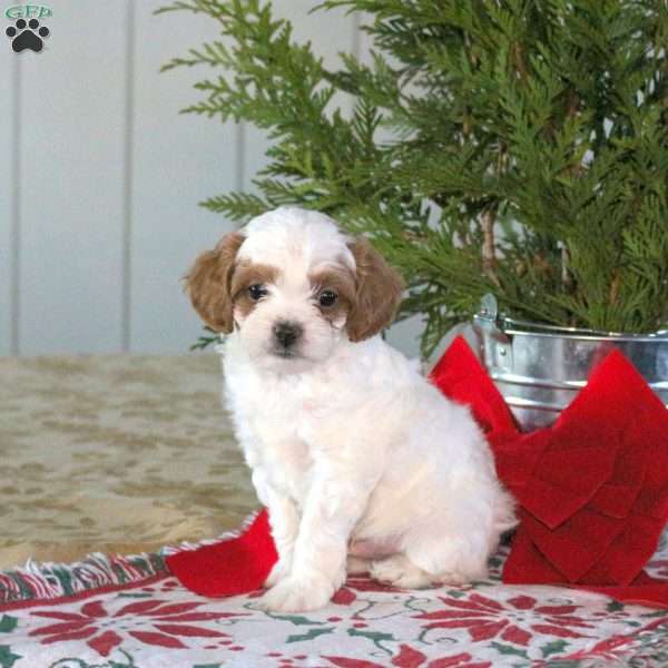 Claus, Cavapoo Puppy