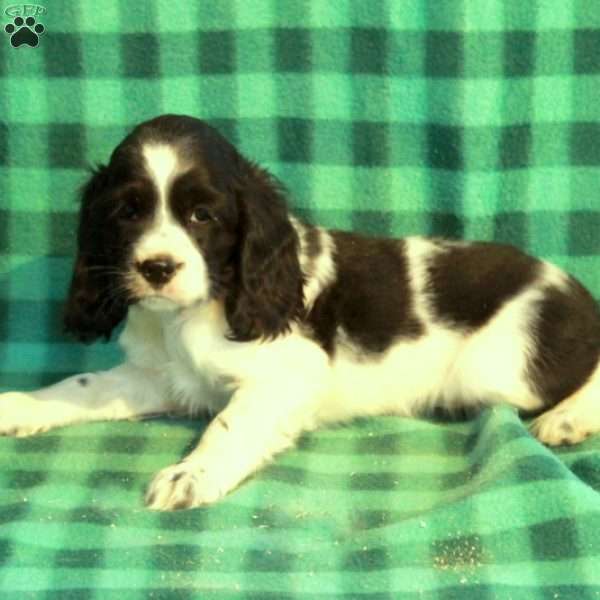 Claus, Cocker Spaniel Puppy