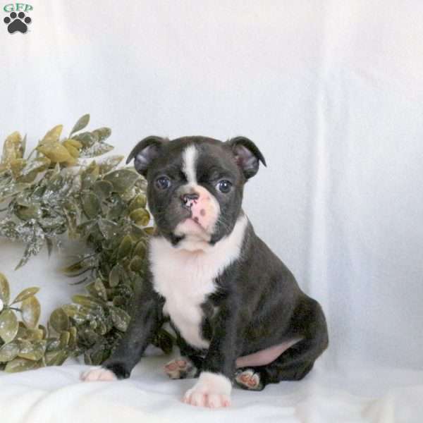 Claus, Boston Terrier Puppy